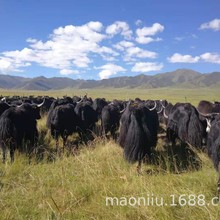 �ຣ���ؚ�ţһ�^�����X ��ţ��ʲô�r�� ���ţ�^ë�����l�r��