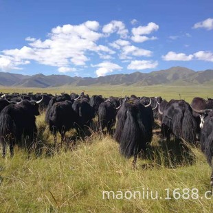 �ຣ���ؚ�ţһ�^�����X ��ţ��ʲô�r�� ���ţ�^ë�����l�r��