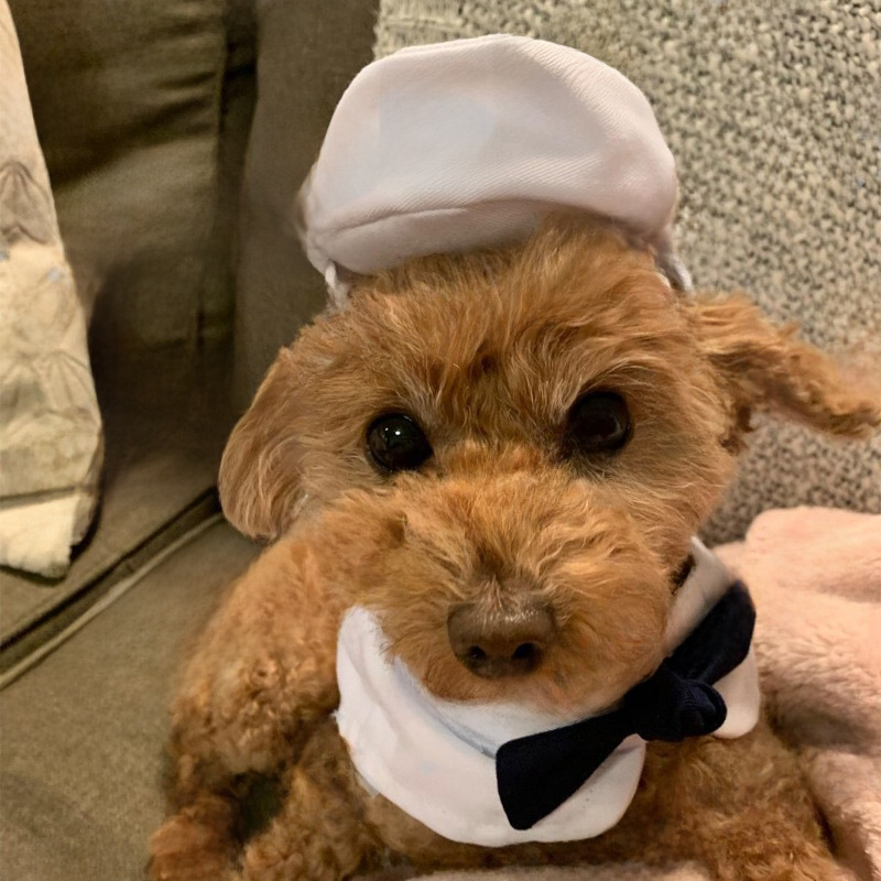 Костюм для домашних животных Sailor Clate (шапка и накидка)