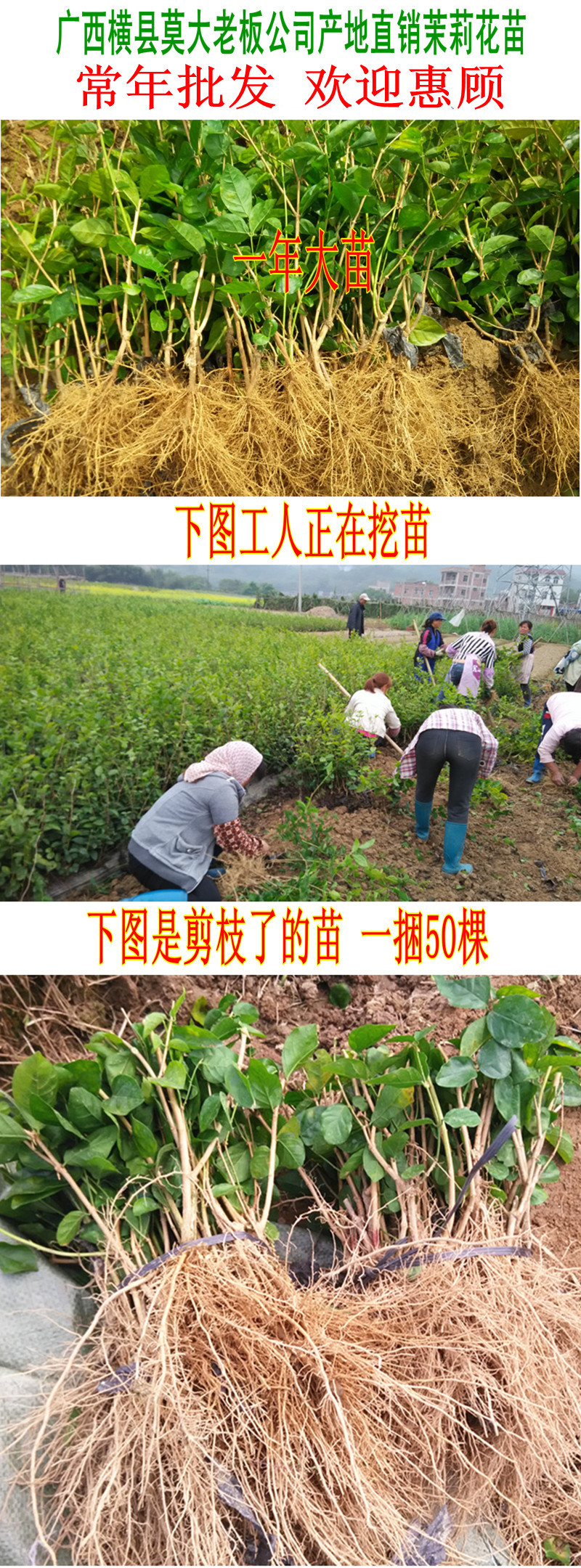 0-1-1.一年苗 8x2160.jpg