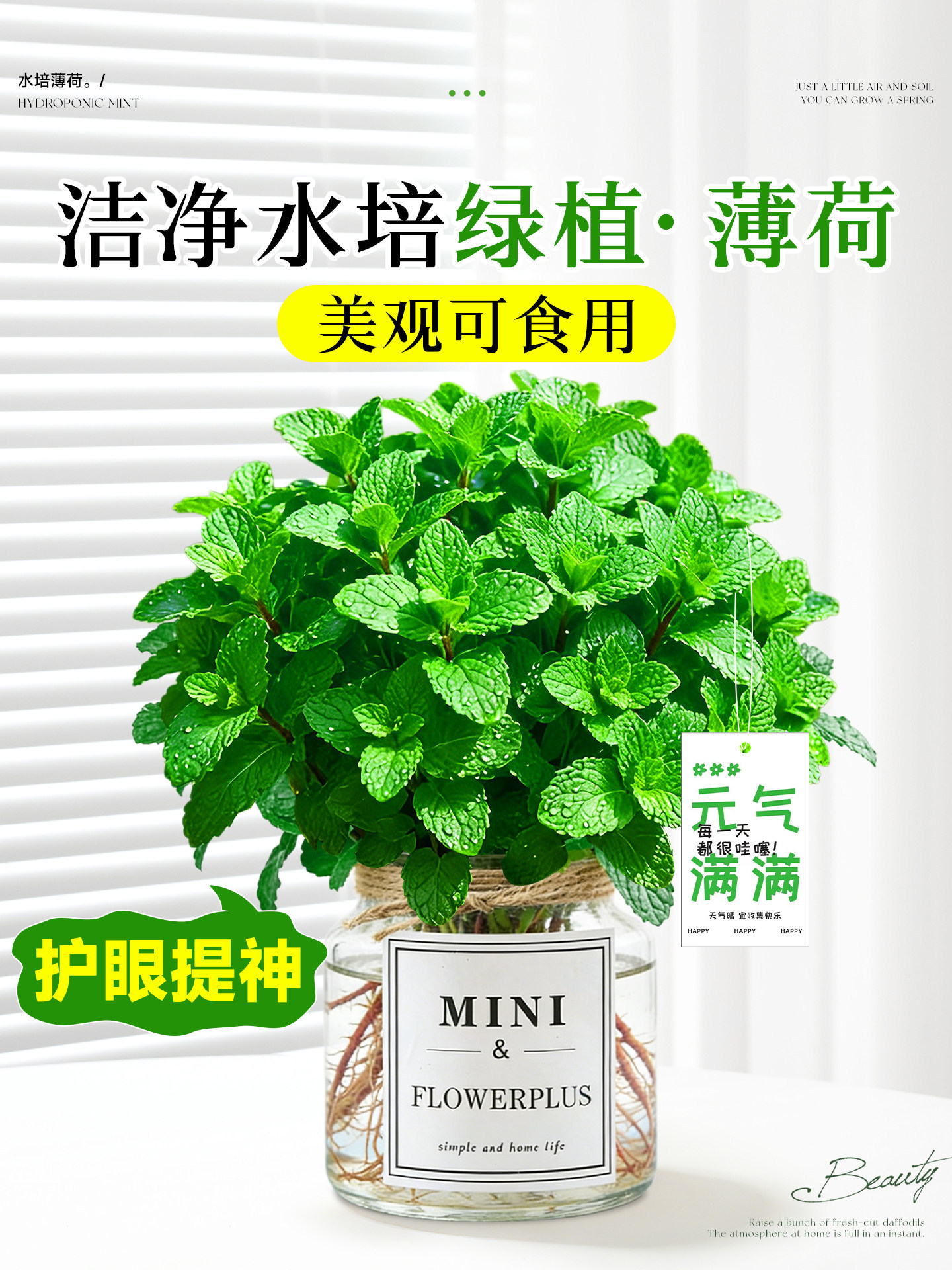 Hydroponic mint potted edible mosquito repellent plant indoor anti-trap artifact good for feeding office desktop small green plants