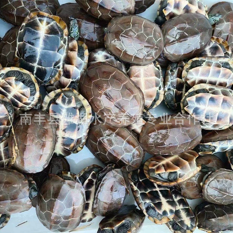 Pure Waitang холодная вода китайская трава черепаха электронная коммерция живая Золотая проволока трава чернила черепахи саженцы черепахи электронная коммерция живая трава черепаха яйцо оптом Live