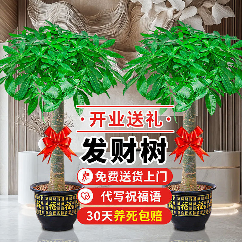 大发财树盆栽大客厅大绿植室内大型植物室内外盆景发财树净化空气