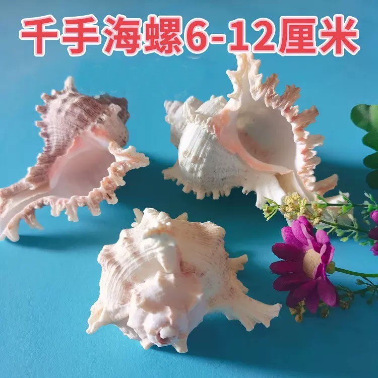 Natural shell conch thousand hand snail shell home fish tank aquarium contrast micro landscape decorations 500 grams for 1 piece Natural shell conch thousand hand snail shell home fish tank aquarium contrast micro landscape decorations 500 grams for 1 piece