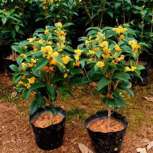 �ļ����҃������� ����������ļ��𻨘��̨�����̨����