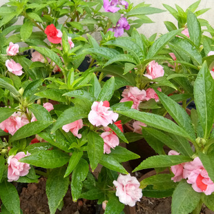 �P�ɻ��N�Ӳ軨�P�ɷN�ӻ�ͥԺ���@�ļ��Nֲָ�׻��N���׻���]