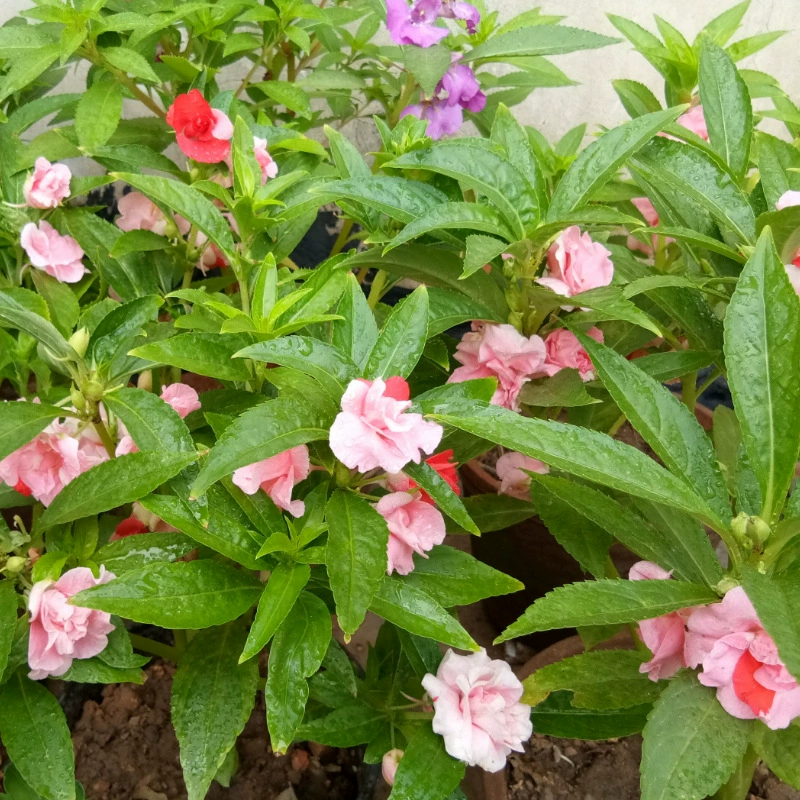 Бессмертные семена Камелия бессердечные семена Садовый сад Four Seasons посадка семян хны легко жить Бесплатная доставка