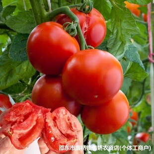 ������̖����������t���N�ӱ�Ƥ���ѷN���͟�ۼt�ļ��N�Ӵ�ȫ