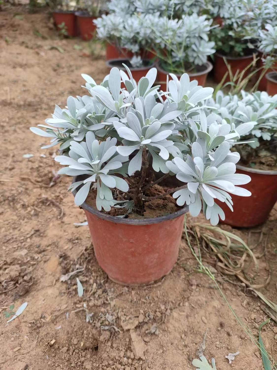 한 화분에 히비스커스 국화