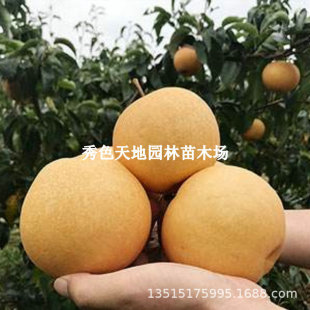 �A�S����籱������������S����޽Ә����ԷNֲ���������Ϸ�����