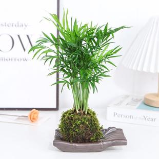 Hydroponic Plant Pocket Coconut Moss Ball Potted Living Room Indoor Rich Phoenix Tail Bamboo Evergreen Water-Grown Green Plant