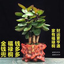 金钱兜福禄桐盆栽植物室内发财树发财树圆叶钱多多绿植花卉盆景