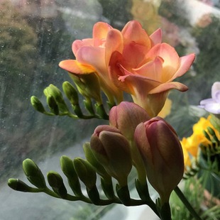 Freesia Fragrans 10 Imported Seed Bulbs Soil Culture Perennial Autumn and Winter Cold-Resistant Seeds All Year Round Aromatic Florals
