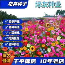 批发四季野花组合花种子美丽乡村花海景区花卉种子百日草波斯菊种