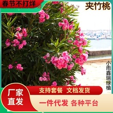 һlAҘԾGľͥԺԃ՚Gֲ~