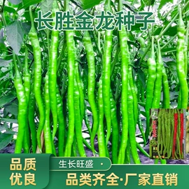 蔬菜种子