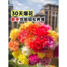 重瓣太阳花花种子四季播种开花易成活花籽阳台室内盆栽苗花卉种孑