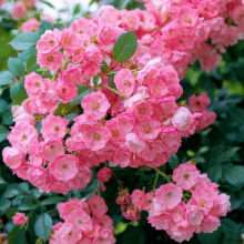 一件代發安吉拉藤本月季花大苗盆栽陽台庭院爬藤薔薇花苗四季開花