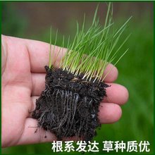 批发 高羊茅 草坪种子 公园道路 绿化专用 草种子价格 出芽速度快