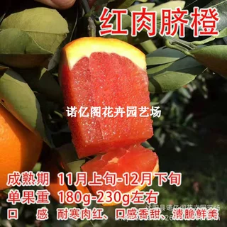 赣南脐橙苗嫁接脐橙树苗红心橙子树苗南北方种植红肉血橙当年结果