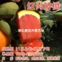 赣南种植嫁接橙子脐橙苗