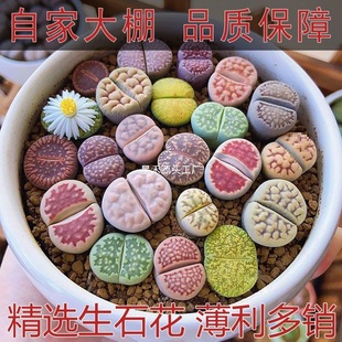 ����ֲ����ʯ�����w̖��̖ƨ��ʯ�^�����wĸ������PPʯ����