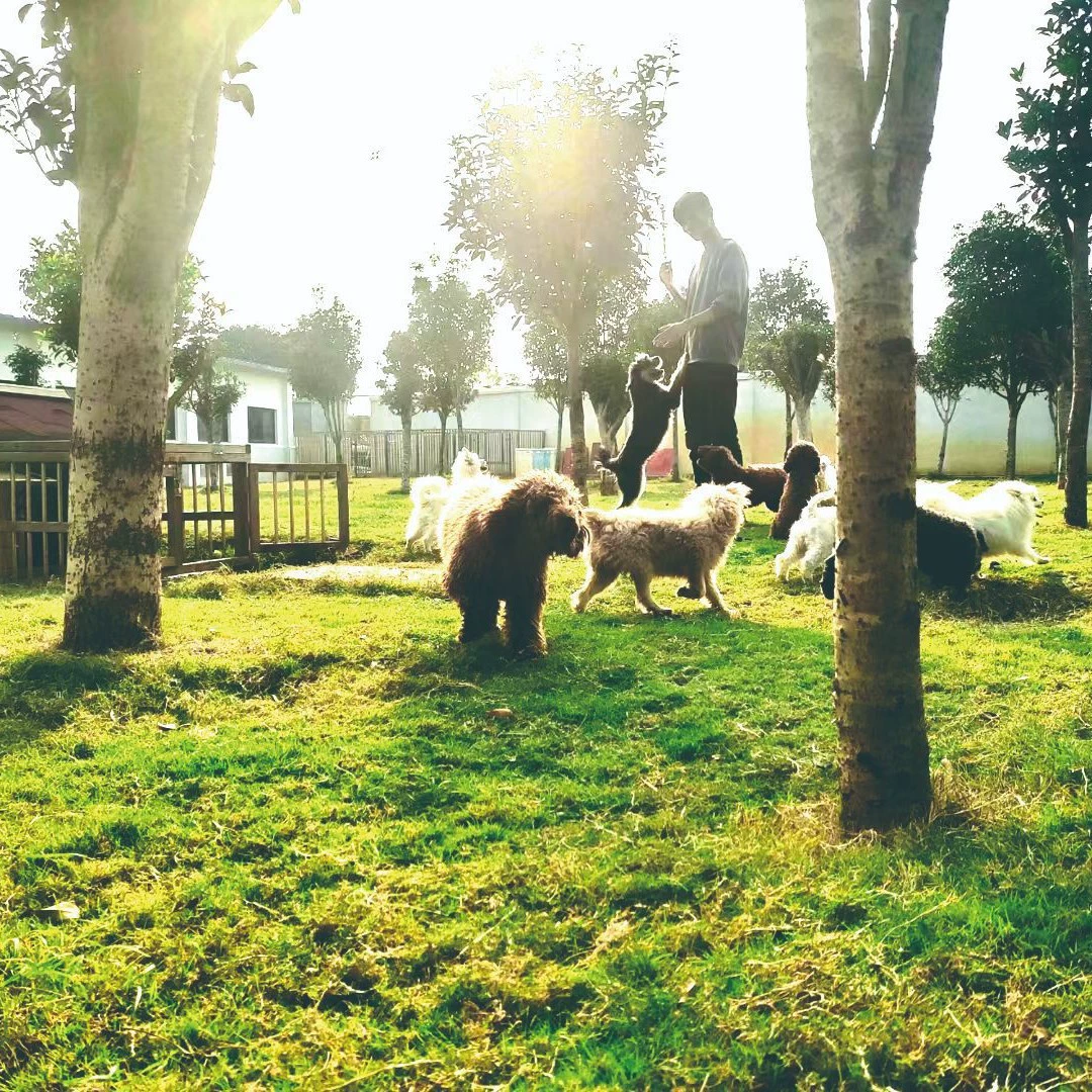 Домашние животные куриный порошок печени рыбная приманка куриный порошок печени домашних животных