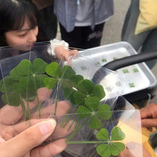 ���\���~������Ƭ - ��Ȼ��͸���S��������c�b������x��