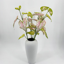 ����Gֲ��֦�t���~�S�ҬF؛���l�b[���zӰ�����҃ȼҾӼپGֲ