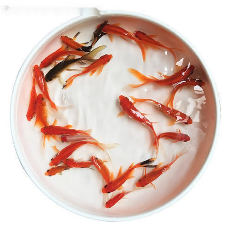 Small Goldfish Fry Ornamental Fish Cold Water Resistant Easy to Raise Freshwater Red and White Koi Live Fish Small Fish Goldfish Live Fish
