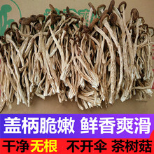 广昌剪根茶树菇新货不开伞500g 新鲜剪脚干茶树菇干货一斤不开膜