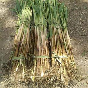 Greening Reed Seedlings Park River Reed Seedlings Purified Water Quality Reed Roots Chai Roots