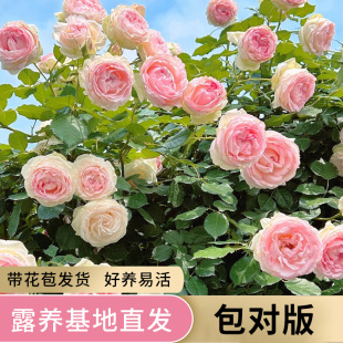 Pink Dragon Sand Gem Rose Climbing Rose Seedling Potted Multi-Season Fragrant Rose Flower Plant Courtyard Blooming