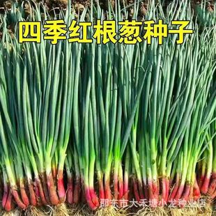 ���ڼt��С���[�N�����ļ�С���[�N���ﶬ�ͺ��͟�tƤ�t�^�[�N��