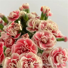 重瓣康乃馨种子四季易种开花植物盆栽种仔多年生室内阳台观赏花种