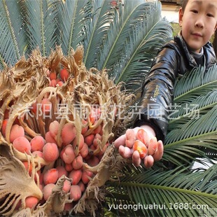 ���ܷN�� �F��N�� �F���辰 �N��M ��ѿ�ʸ�