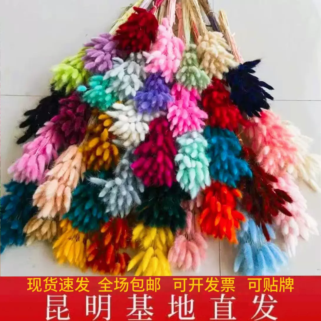 狗尾巴草兔尾草干花永生花花束居家装饰拍摄道具花店 基地批发