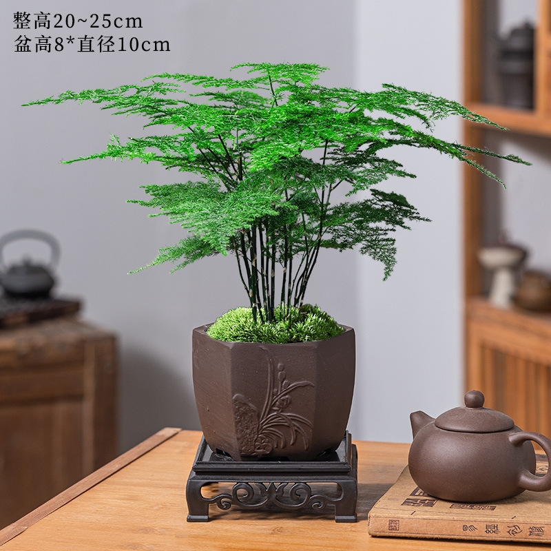 Bambou fin + bassin de sable violet orchidée + support inférieur + mousse