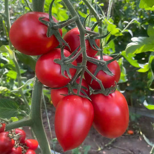 ��ͥСԺ�Nֲ�t�_���N�� ���t�� ���Ѵ����ӏS�ҹ���