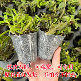 霍山铁皮石斛苗盆栽阳光驯化苗好养活枫斗种植兰花苗杯苗绿植