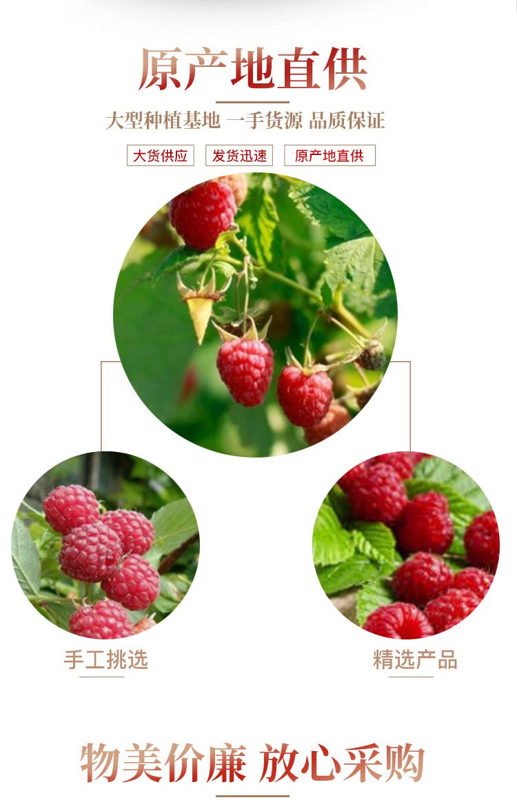 Dried Raspberry Fruit Fu Pen Zi 500g Whole Berries for Herbal Tea and Wine Infusion quality and texture
