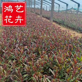 火焰山桃草千鸟花火焰千鸟花山桃草基地加仑盆山桃草基地批发绿化