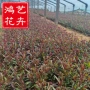 基地火焰绿化千鸟花加仑盆