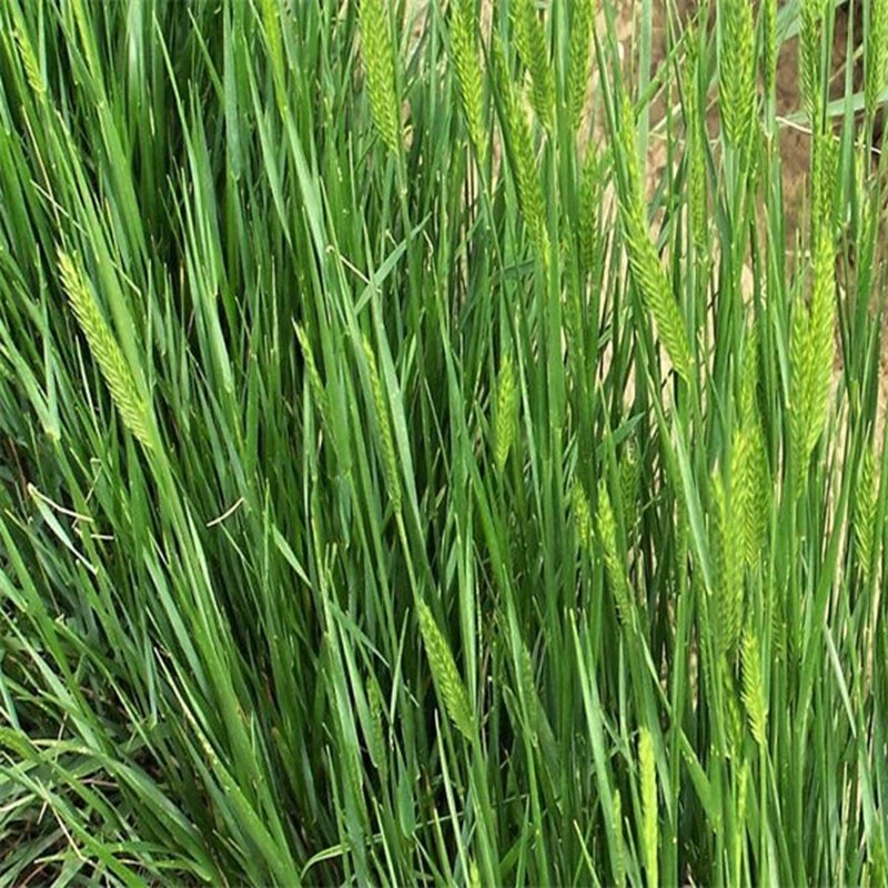 Завод питания ледяной травы Семена плоский Спайк ледяной травы перистые теплый сезон газон семена кормовых семян в наличии оптом