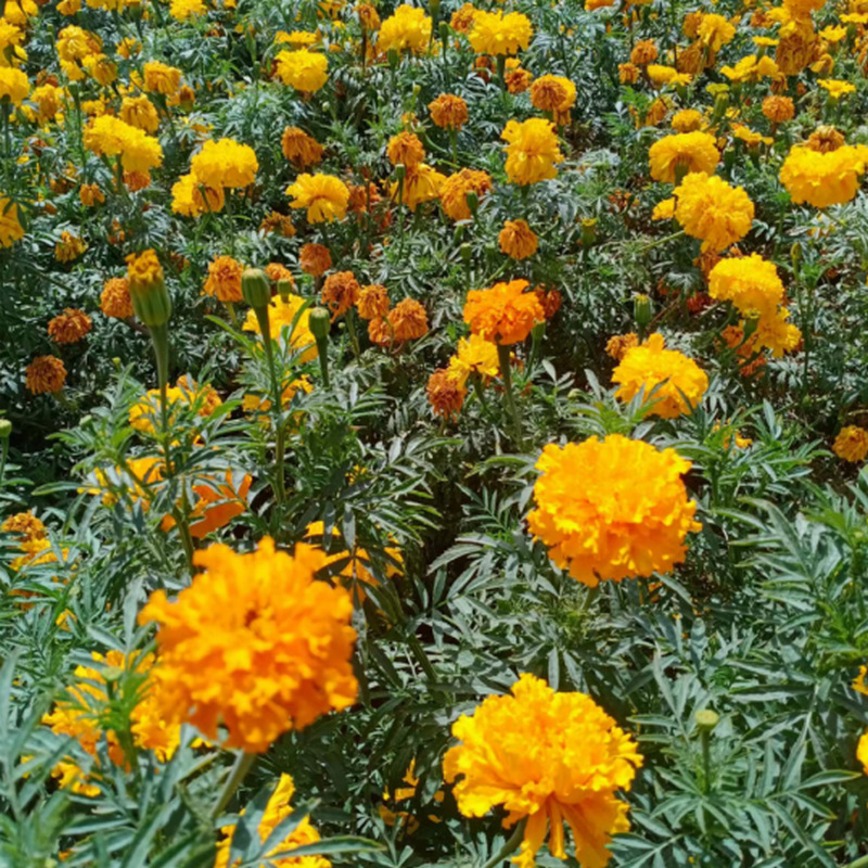 ҵ΢Žͼ_16626014306607