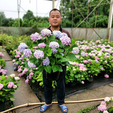 紫陽花繡球花 紫陽花繡球花批發 促銷價格 產地貨源 阿里巴巴