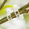 Plant clip/cantaloupe/plastic tie/tie clip/hanging vine clip/Fu vines/vine fixed clip