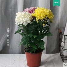 耐寒四季菊花苗龙爪菊带花苞盆栽室内外庭院阳台植物花卉九月菊花