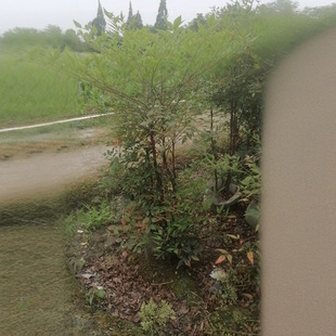 The Base Wholesales a Large Number of Nantian Bamboo Bag Seedlings, with Heights Ranging from 60 to 130. the Roots Are of High Quality and the Survival Rate Is High