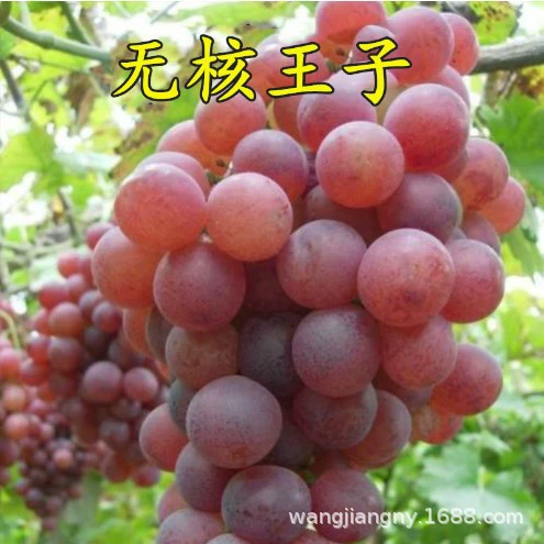 Белое Молоко Виноградное дерево Рассада Фруктовое дерево Рассада в горшках Виноградная лоза Виноградное дерево Pi Южный Север Посадка Результаты года